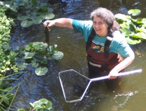 pondweed Ms Orleans in the pond!